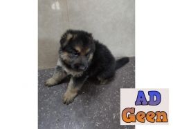 used German Shepherd double bush coat puppies 10K only 8825853573 for sale 